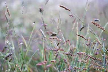 Poa pratensis, Kentucky yaban otları, mavi çimenler, ya da yaz tarlasında yumuşak çayır bitkileri. Kır çiçekleri.