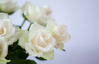 Nazik bukette saf beyaz güller. Huzurlu ve zarif bir botanik sahnesi..