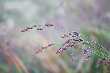 Poa pratensis, Kentucky yaban otları, mavi çimenler, ya da yaz tarlasında yumuşak çayır bitkileri. Kır çiçekleri.