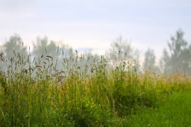 Yaz ışığı kır çiçekleri ve çayır bitkilerinin üzerindedir. Özgürlüğün ve sakinliğin temsili.