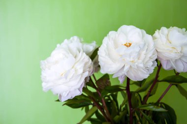 Yeşil bir duvara yapıştırılmış beyaz şakayık buketi. Minimum ve zarif bir çiçek kompozisyonu..