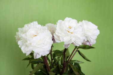 Yeşil bir duvara yapıştırılmış beyaz şakayık buketi. Minimum ve zarif bir çiçek kompozisyonu..