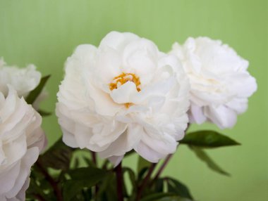 Yeşil bir duvara yapıştırılmış beyaz şakayık buketi. Minimum ve zarif bir çiçek kompozisyonu..