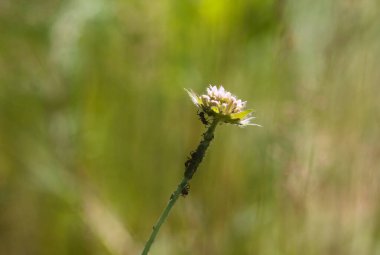 Yaban çiçekleriyle kaplı yaz tarlası. Kırsal güzelliğin huzurlu bir görüntüsü..