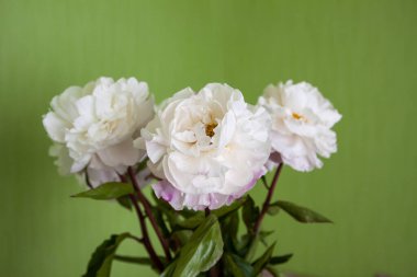 Yumuşak beyaz şakayıklar ve yeşil arka planda yumuşak yapraklar. Sakin ve romantik bir hayat.