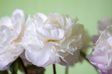 Yeşil duvarın yanında çiçek açan beyaz şakayık demeti. Tazelik ve doğal güzelliğin ifadesi.