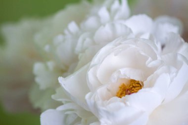 Gün ışığında beyaz çiçek buketi. Zarafet ve uyumun ebedi sembolü..