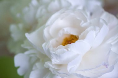 Gün ışığında beyaz çiçek buketi. Zarafet ve uyumun ebedi sembolü..