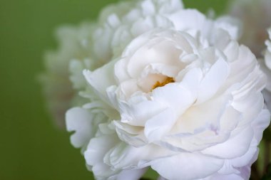 Gün ışığında beyaz çiçek buketi. Zarafet ve uyumun ebedi sembolü..