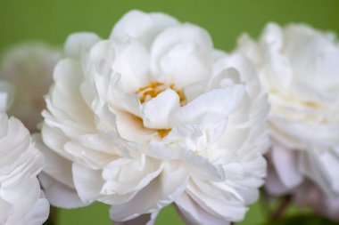 Yeşil yüzeyde taze beyaz şakayıklar. Basitliğin ve organik güzelliğin temsili.