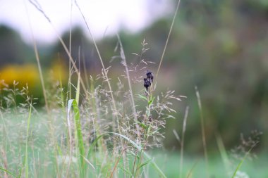 Yabani çiçeklerle dolu otlak bir tarla. Doğal bitki örtüsü büyüyor.