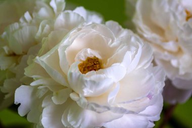 Yeşil yüzeyde taze beyaz şakayıklar. Basitliğin ve organik güzelliğin temsili.