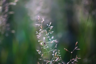 Vahşi bitki örtüsü olan bir kır arazisi. Yaz büyümesinin yumuşak ve canlı bir ifadesi..