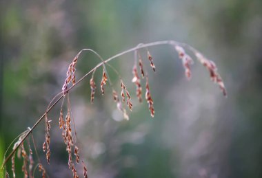 Vahşi bitki örtüsü olan bir kır arazisi. Yaz büyümesinin yumuşak ve canlı bir ifadesi..