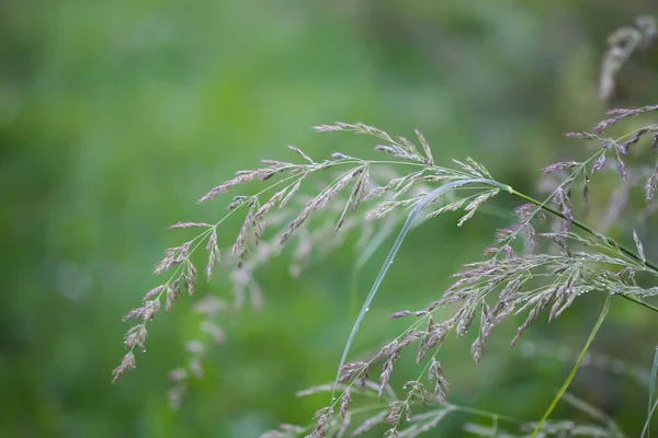 Calamagrostis Arundinacea bitkisi. Kırsal bir arazide yabani otlar..