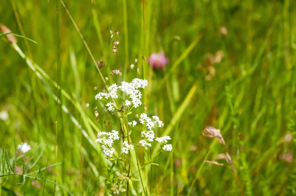 Galium ara bitkisinin beyaz çiçekleri. Tarlada yetişen doğal bitki örtüsü..
