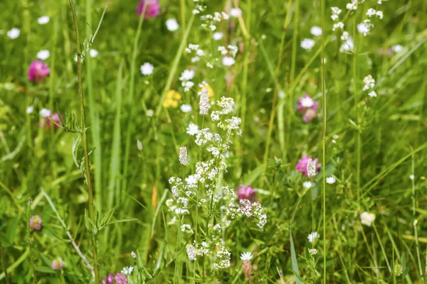 Galium ara bitkisinin beyaz çiçekleri. Tarlada yetişen doğal bitki örtüsü..