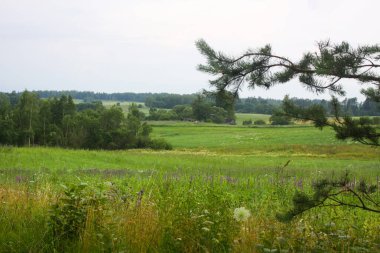 Letonya yaz manzarası. Ekolojinin ve basitliğin temsili.
