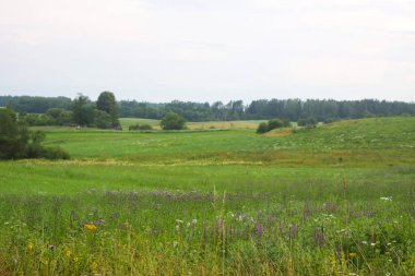 Çimen ve orman ufkuyla geniş bir arazi. Huzurlu ve doğal bir kır manzarası..