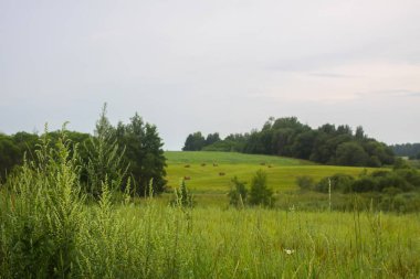 Letonya kırsalında orman ve açık alanlar. Sakin ve organik bir manzara..