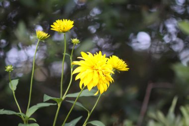 Altın top çiçekleri. Rudbeckia laciniata bitkileri çiçek açtı.
