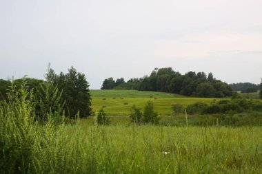 Letonya kırsalında orman ve açık alanlar. Sakin ve organik bir manzara..