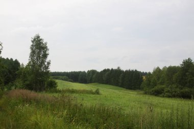 Yumuşak gün ışığında yeşil kırsal bölge. Tazelik ve mevsimsel güzelliğin ifadesi.