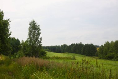 Yumuşak gün ışığında yeşil kırsal bölge. Tazelik ve mevsimsel güzelliğin ifadesi.