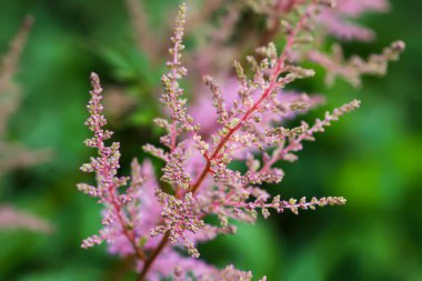 Bahçedeki pembe Astilbe bitkisi. Güzel bahçe çiçekleri..