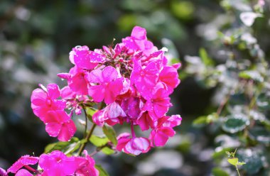 Phlox 'un parlak pembe çiçekleri paniğe kapıldı..