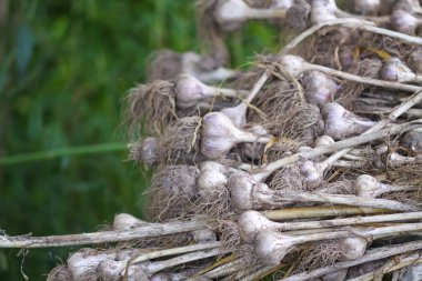 Sarımsak hasadı bahçede kuruyor..