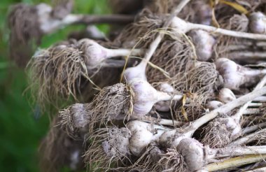 Sarımsak hasadı bahçede kuruyor..