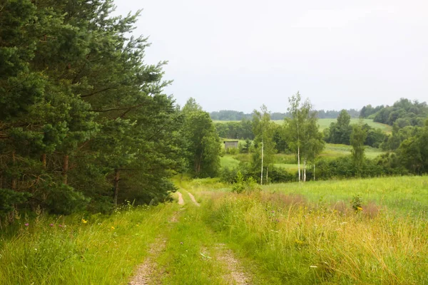 Letonya yaz manzarası. Ekolojinin ve basitliğin temsili.