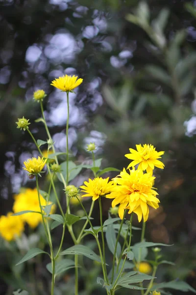 Altın top çiçekleri. Rudbeckia laciniata bitkileri çiçek açtı.