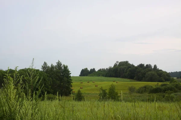 Yumuşak gün ışığında yeşil kırsal bölge. Tazelik ve mevsimsel güzelliğin ifadesi.
