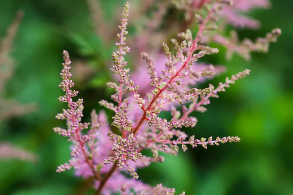 Bahçedeki pembe Astilbe bitkisi. Güzel bahçe çiçekleri..