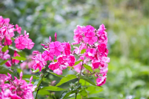 Phlox 'un parlak pembe çiçekleri bir yaz bahçesinde panikliyor. Açık hava dekoratif bitkiler.