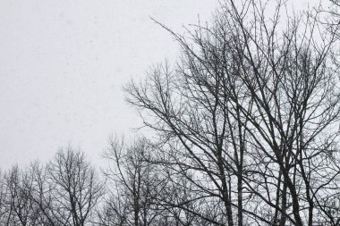 Uzun bir sonbahar ağacı tepesi yumuşak bir akşam gökyüzü ile tezat oluşturur. Bu an sükuneti, derinliği ve mevsimsel varlığı iletir..