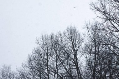 Uzun bir sonbahar ağacı tepesi yumuşak bir akşam gökyüzü ile tezat oluşturur. Bu an sükuneti, derinliği ve mevsimsel varlığı iletir..