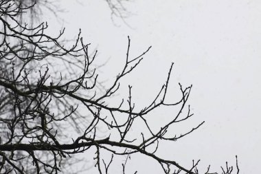 Uzun bir sonbahar ağacı tepesi yumuşak bir akşam gökyüzü ile tezat oluşturur. Bu an sükuneti, derinliği ve mevsimsel varlığı iletir..