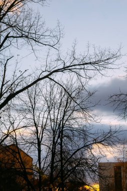Sıcak sonbahar renklerine sahip ağaç tepeleri akşam ufkunu çerçeveler. O an yumuşaklık, denge ve doğanın sessiz ritmini iletir..