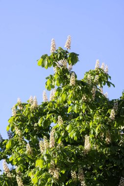 Parlak yeşil yapraklar arasında beyaz kestane çiçekleri açar. Mevsimsel büyüme ve yumuşak güzellik.