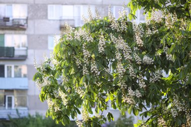 Parlak yeşil yapraklar arasında beyaz kestane çiçekleri açar. Mevsimsel büyüme ve yumuşak güzellik.