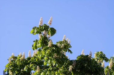 Bahar güneşi bir kestane ağacının yapraklarından süzülür. Tazelik ve durgun atmosfer.