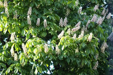 Bahar güneşi bir kestane ağacının yapraklarından süzülür. Tazelik ve durgun atmosfer.