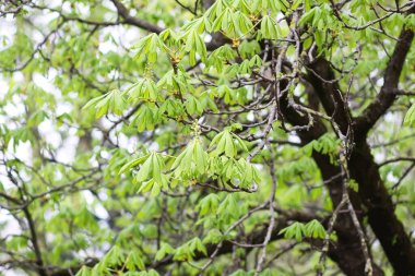 Taze yeşil yapraklı at kestanesi ağacı. Zarafet ve botanik detayları.