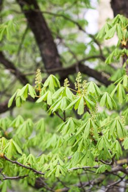 Baharda yemyeşil kestane yaprakları. Uyum ve doğal denge.