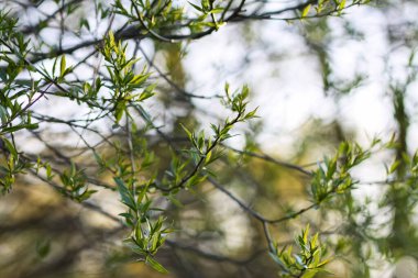 Ağaçların arasından gün ışığını yakalayan yumuşak yapraklara yakın çekim. Tazelik ve doğal güzellik.