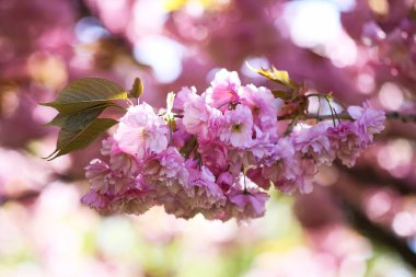 Çiçek açan kiraz ağaçları parkı pembe bir gölgeliğe dönüştürür. Mevsimlik sihir ve güzellik.