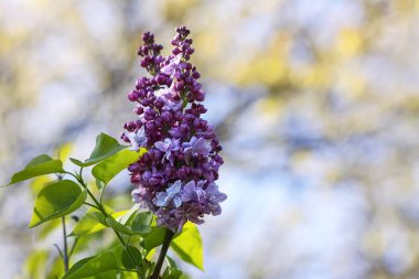 Güneşli bir günde açan leylak çalısı. Dinginlik ve neşeli çiçek titreşimleri.